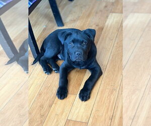Labrador Retriever-Unknown Mix Dogs for adoption in Aurora, IN, USA