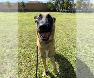 Mutt Dogs for adoption in Imlay City, MI, USA