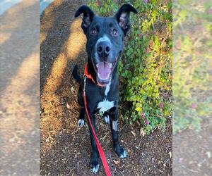 American Pit Bull Terrier-Unknown Mix Dogs for adoption in Petaluma, CA, USA