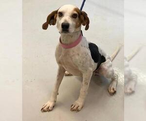 Treeing Walker Coonhound Dogs for adoption in Westminster, MD, USA