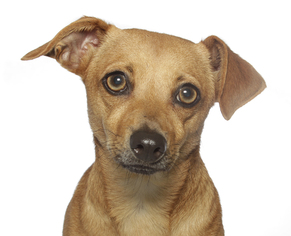Chi-Corgi Dogs for adoption in Oakland Park, FL, USA