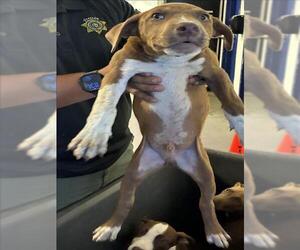 Mutt Dogs for adoption in Bakersfield, CA, USA