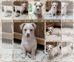 Mutt Dogs for adoption in Mesa, AZ, USA