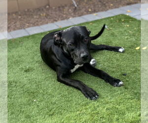 American Pit Bull Terrier-American Staffordshire Terrier Mix Dogs for adoption in Chandler, AZ, USA