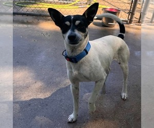 Fox Terrier (Toy) Dogs for adoption in Muskegon, MI, USA