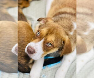 - Mix Dogs for adoption in Winter, WI, USA