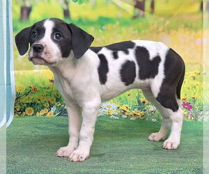 American Pit Bull Terrier-Labrador Retriever Mix Dogs for adoption in Wetumpka, AL, USA