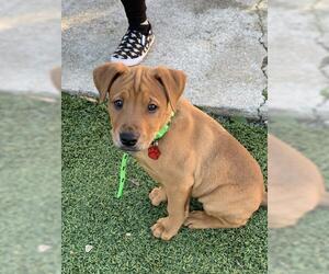 Doberman Pinscher Dogs for adoption in Oakley, CA, USA