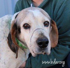 Treeing Walker Coonhound-Unknown Mix Dogs for adoption in Cheyenne, WY, USA