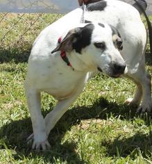 Jack Russell Terrier-Unknown Mix Dogs for adoption in Columbia, LA, USA