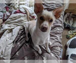 Chi-Corgi Dogs for adoption in Acme, MI, USA