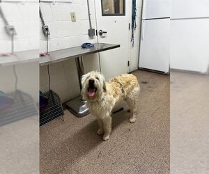Goldendoodle Dogs for adoption in Fruit Heights, UT, USA