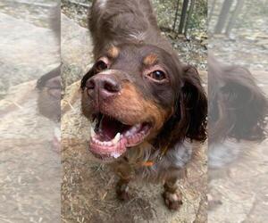 Brittany Dogs for adoption in Curwensville, PA, USA
