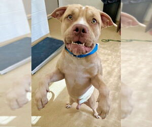 American Pit Bull Terrier Dogs for adoption in Derwood, MD, USA