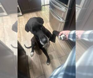Great Dane Dogs for adoption in Banning, CA, USA