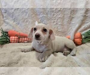 Mutt Dogs for adoption in Modesto, CA, USA