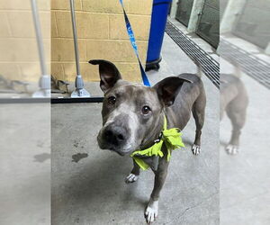 American Pit Bull Terrier Dogs for adoption in Stockton, CA, USA