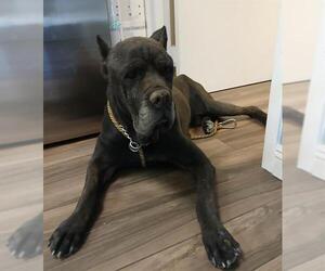 Mutt Dogs for adoption in HESPERIA, CA, USA