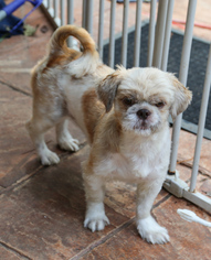 Medium Photo #1 Shih Tzu Puppy For Sale in Nesbit, MS, USA