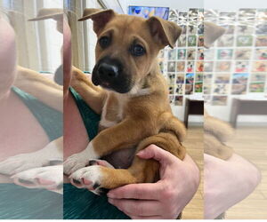 Mutt Dogs for adoption in Rowlett, TX, USA