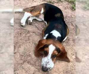 Basset Hound Dogs for adoption in Deepwater, NJ, USA