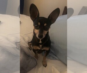 Miniature Pinscher Dogs for adoption in COLUMBIA, MD, USA