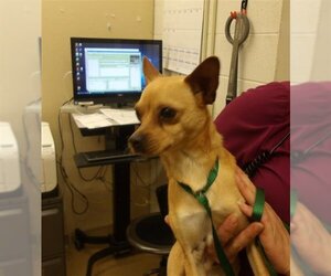 Chihuahua Dogs for adoption in Santa Rosa, CA, USA