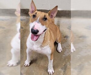 Bull Terrier Dogs for adoption in Jackson, CA, USA