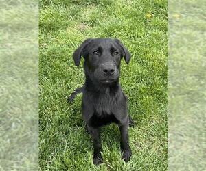 Labrador Retriever Dogs for adoption in Lee's Summit, MO, USA