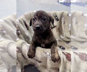 Anatolian Shepherd-Labrador Retriever Mix Dogs for adoption in Lakewood, CO, USA