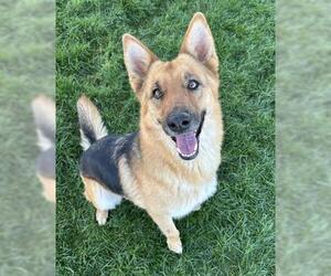 German Shepherd Dog Dogs for adoption in Bakersfield, CA, USA