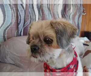 Shih Apso Dogs for adoption in Saugatuck, MI, USA