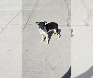 Mutt Dogs for adoption in Maquoketa, IA, USA