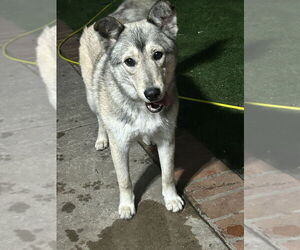 German Shepherd Dog-Siberian Husky Mix Dogs for adoption in San Diego , CA, USA