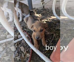 American Staffordshire Terrier-Unknown Mix Dogs for adoption in San Antonio, TX, USA