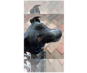 Labrador Retriever-Miniature Pinscher Mix Dogs for adoption in Greenbelt, MD, USA