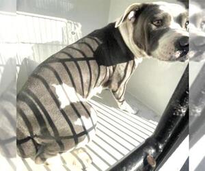 Mutt Dogs for adoption in Houston, TX, USA