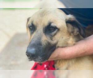 Anatolian Shepherd Dogs for adoption in Claremore, OK, USA