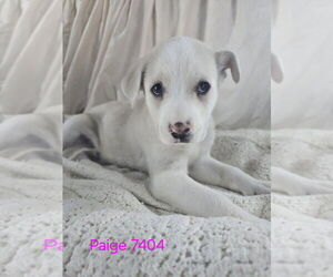 Great Pyrenees-Unknown Mix Dogs for adoption in Foristell, MO, USA