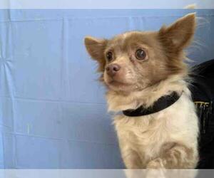 Chiranian Dogs for adoption in Chula Vista, CA, USA