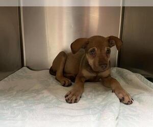 Labrador Retriever Dogs for adoption in Pasadena, CA, USA