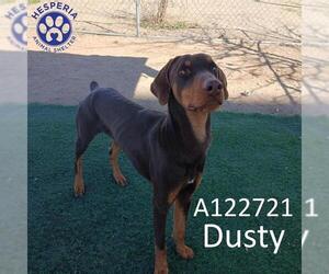 Doberman Pinscher Dogs for adoption in HESPERIA, CA, USA