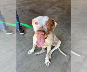 American Pit Bull Terrier Dogs for adoption in Rancho Cucamonga, CA, USA