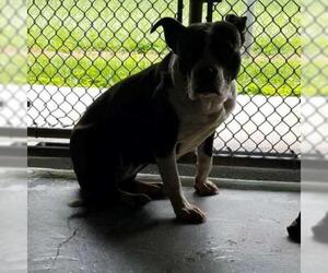 American Pit Bull Terrier Dogs for adoption in Galax, VA, USA