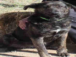 Catahoula Leopard Dog Dogs for adoption in Globe, AZ, USA