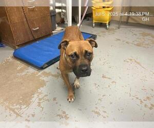 Boxer-Unknown Mix Dogs for adoption in Ocala, FL, USA