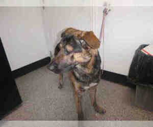 Medium Photo #1 German Shepherd Dog-Unknown Mix Puppy For Sale in Henderson, NV, USA