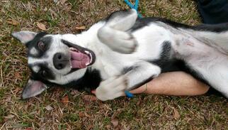Siberian Husky Dogs for adoption in Pembroke, GA, USA