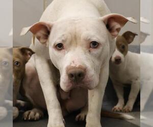 American Staffordshire Terrier-Unknown Mix Dogs for adoption in San Antonio, TX, USA