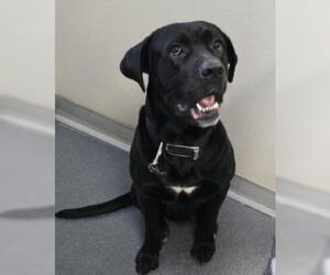 Mastador Dogs for adoption in Glen Allen, VA, USA